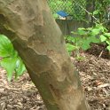 Pseudocydonia sinensis ecorce P2A